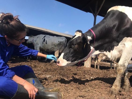 The Role of Veterinary Medicine in Sustainable Farming Practices