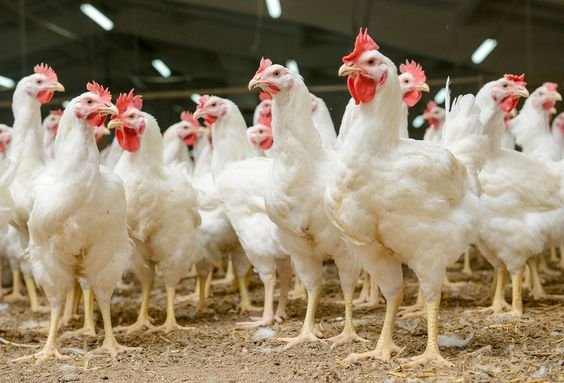 A Guide to Choosing the Right Poultry Medicine for Optimal Health