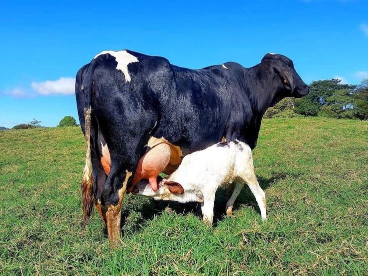 The Science of Lactation: How Balanced Diets Impact Milk Yield in Cows and Buffaloes