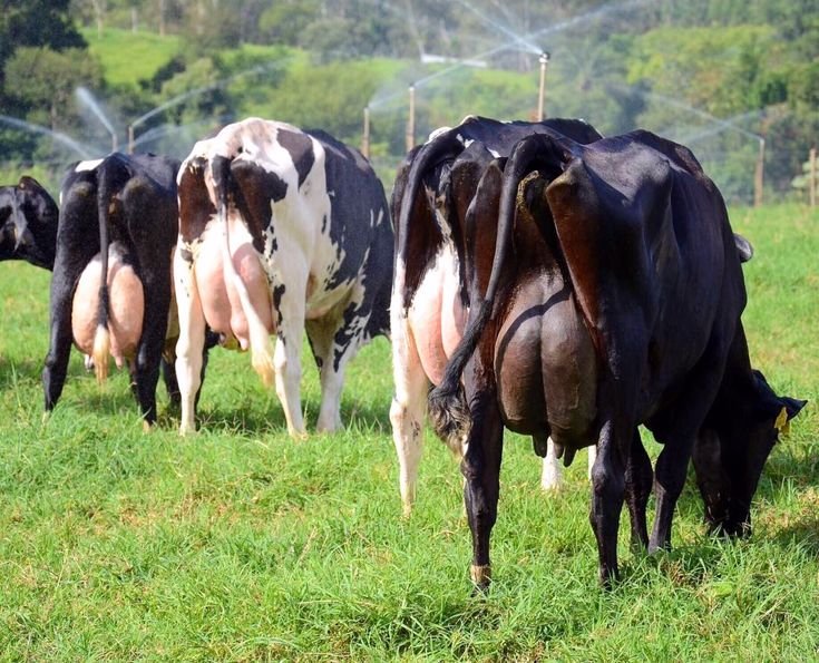 Maximizing Dairy Output: How to Adapt Cattle Diets for Each Season