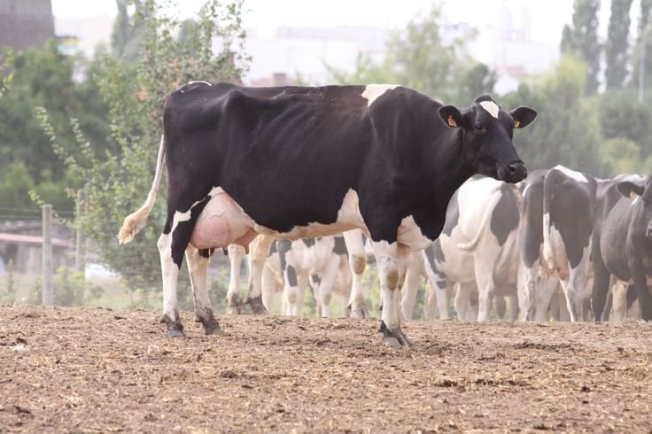 Seasonal Nutrition: Ensuring Dairy Cattle Thrive Through Changing Weather Conditions