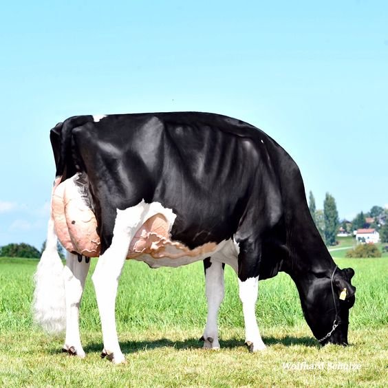 Optimal Health for Livestock: Top Supplements for Dairy Cows and Buffaloes