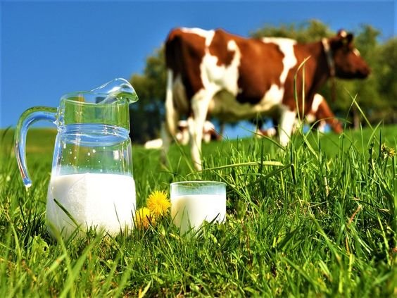 Enhancing Dairy Health Naturally: The Benefits of Sumo-Milk Gel for Milk Production