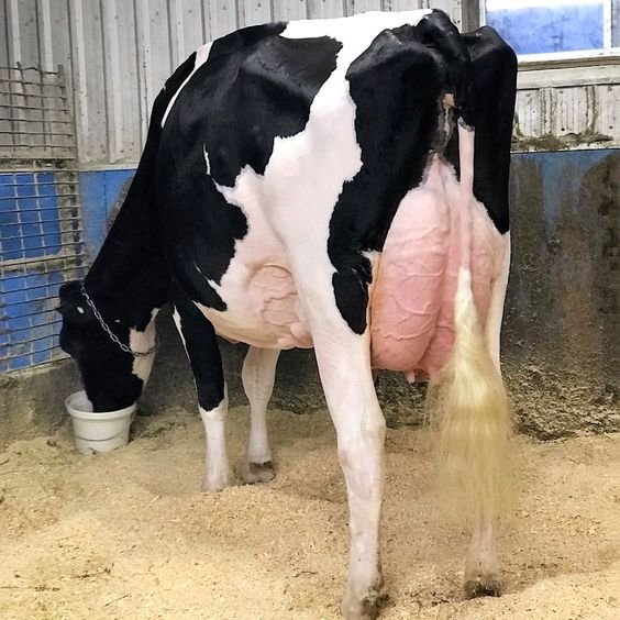 Why Sumo-Milk Gel is Essential for Dairy Cattle Health and Optimal Milk Production