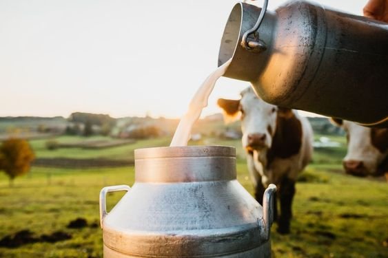 From High-Yielding Milk to Strong Immunity: The Benefits of Quality Dairy Supplements