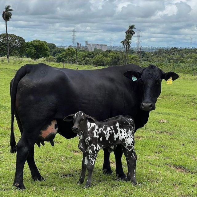 Seasonal Dairy Challenges: How Nutrition Can Sustain Milk Production Year-Round