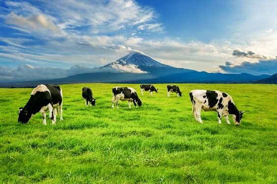 Understanding the Nutritional Needs of Dairy Cattle: A Guide for Maximizing Milk Production