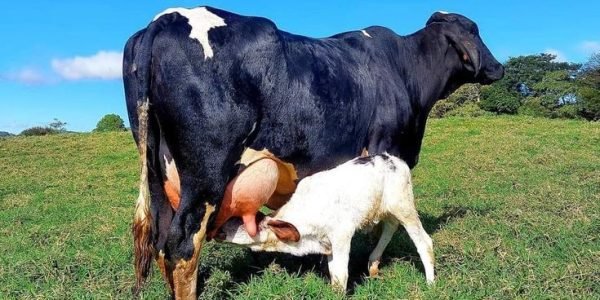 The Science of Lactation: How Balanced Diets Impact Milk Yield in Cows and Buffaloes