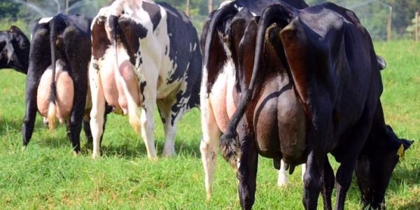 Maximizing Dairy Output: How to Adapt Cattle Diets for Each Season