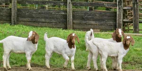 Goat Care Essentials: Managing Common Goat Diseases with Sumaari Pharma