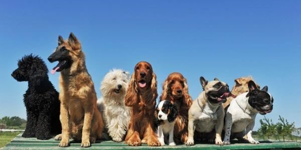 Protecting Your Dogs: Addressing Common Canine Diseases with Sumaari Pharma